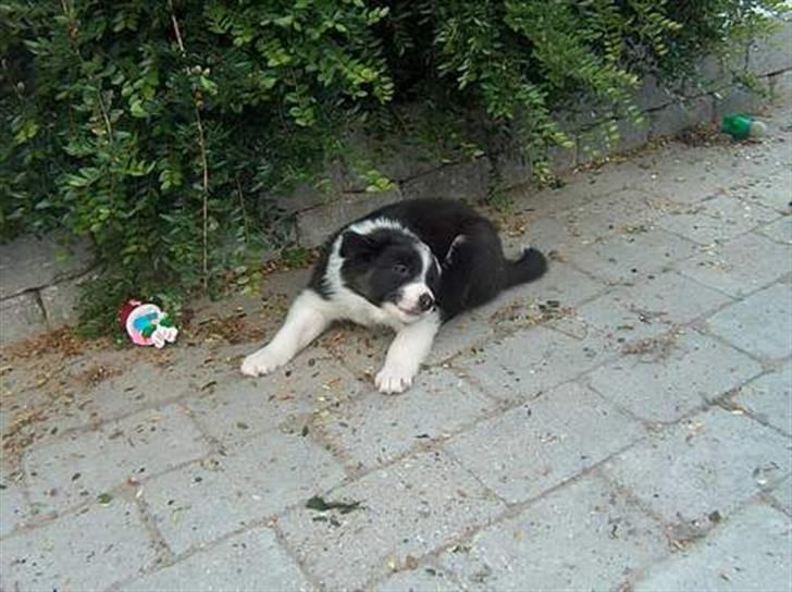 Border collie Nemo - Nemo som hvalp hjemme hos mor og far billede 6