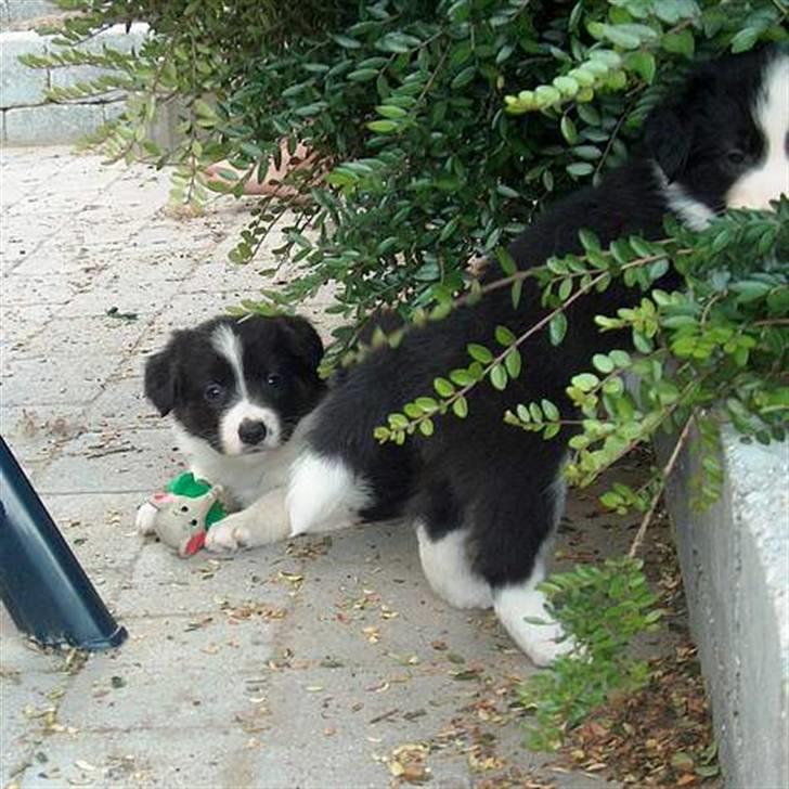 Border collie Nemo - Nemo og en af hans søskende billede 7