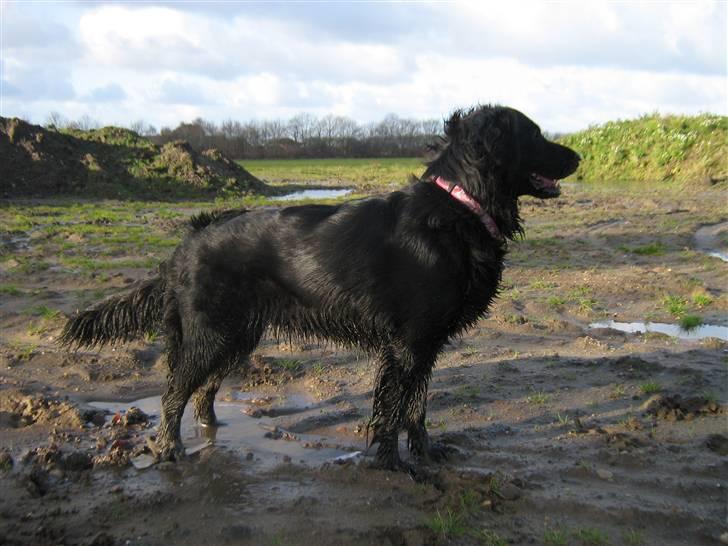 Labrador retriever Stella - Beskidt og våd hund, efter lidt løb igennem en masse kæmpe vandpytter og derefter op på jord og sandbakkerne billede 7