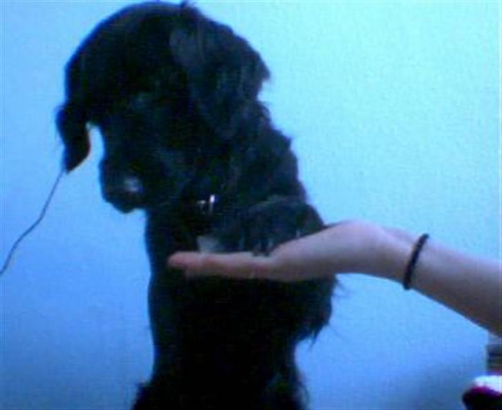 Labrador retriever Stella - Pænt go´dag billede 8