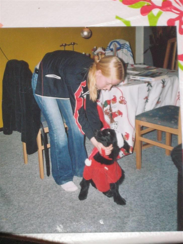 Labrador retriever Stella - Stella som lille baby. Kun 3 mdr. gammel billede 9