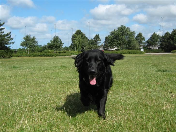 Labrador retriever Stella billede 10