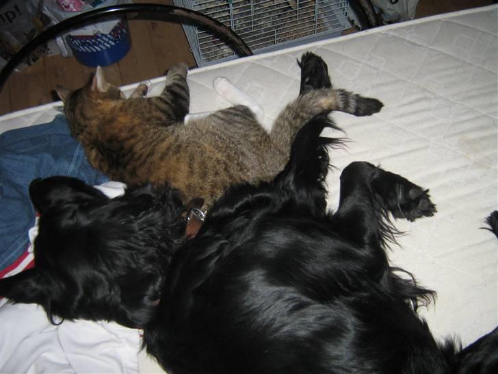 Labrador retriever Stella - Min bedste veninde, vi elsker at sove sammen i mors seng :)  billede 11