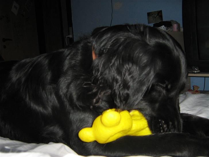 Labrador retriever Stella - Elsker at trykke på piv :) billede 12