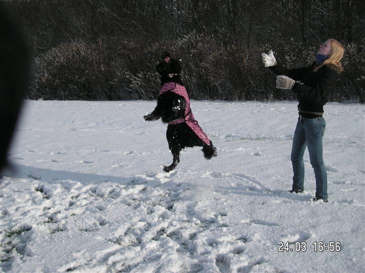 Labrador retriever Stella - hey der flyver en snebold billede 13