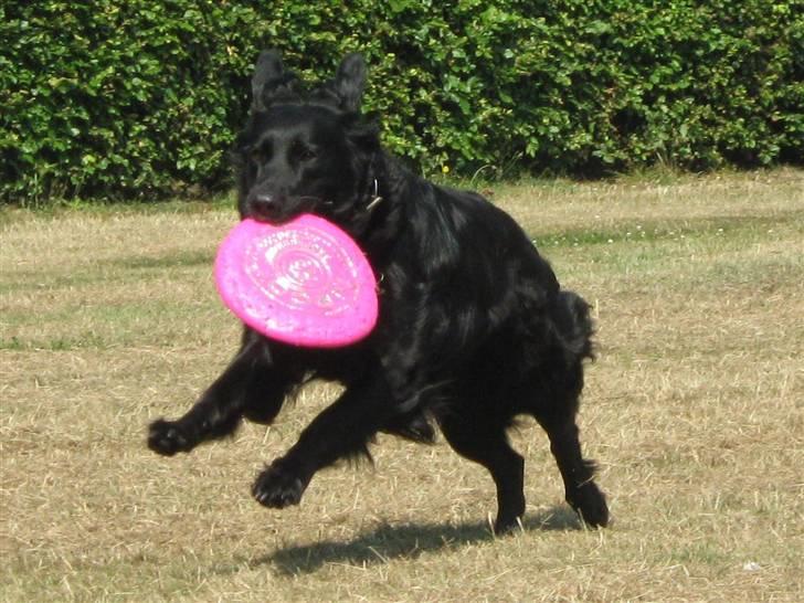 Labrador retriever Stella billede 14