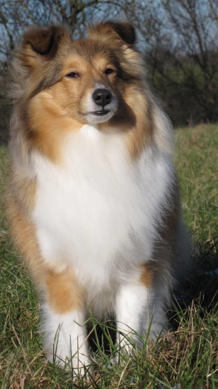 Shetland sheepdog Sonja billede 14