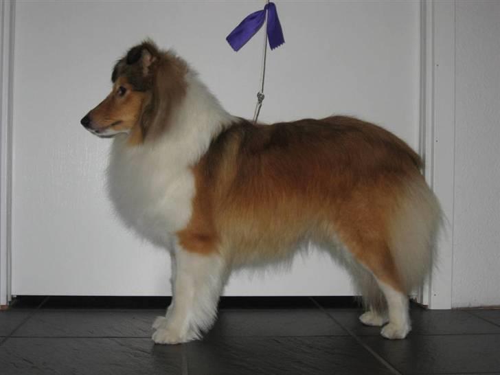 Shetland sheepdog Sonja - Sonja stillet op med hendes lilla bånd :) billede 15