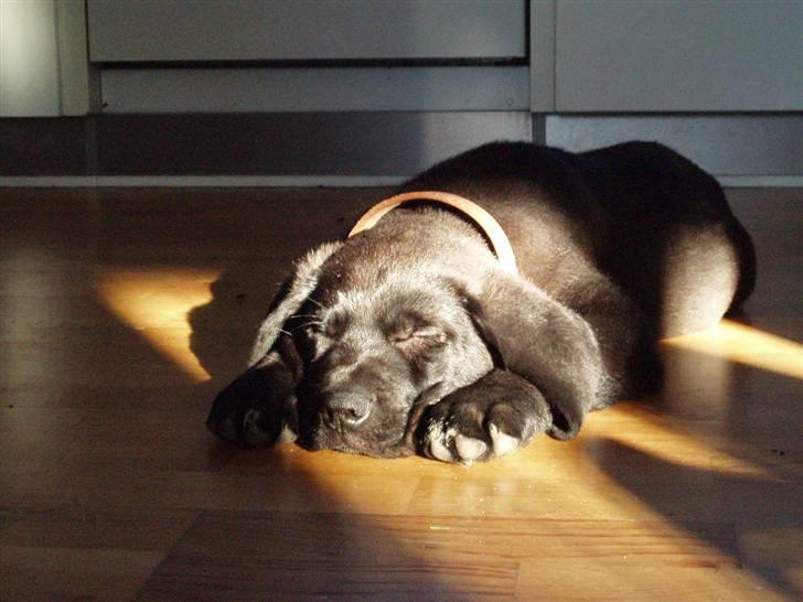 Broholmer Loddenhøj Hjalte - Vores lille solstråle, ca 3 mdr billede 1
