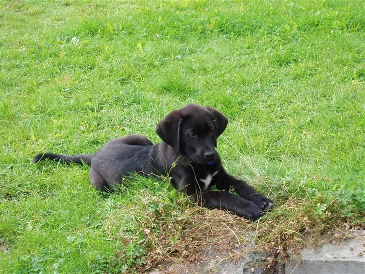 Broholmer Loddenhøj Hjalte - Jeg vil bare lugte til blomsterne billede 2