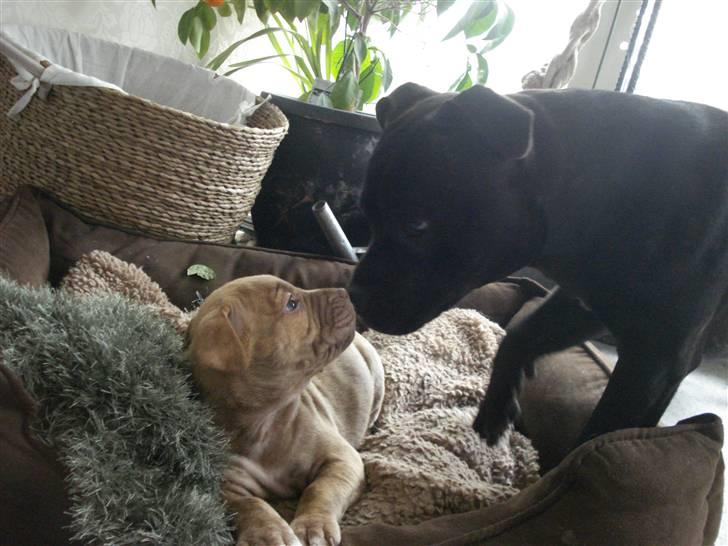 Staffordshire bull terrier     ITSO  24. okt - Fly på besøg hos Itso... billede 3