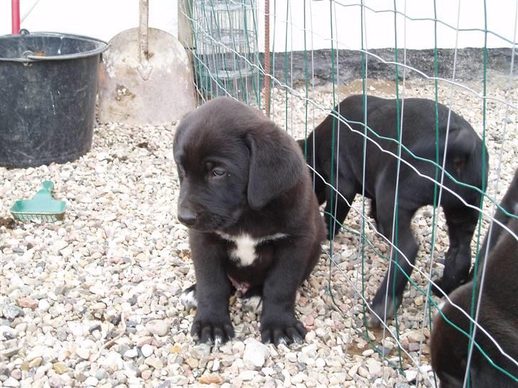 Broholmer Loddenhøj Hjalte - Verden er så stor, så stor, Hjale, Hjalte lille billede 3