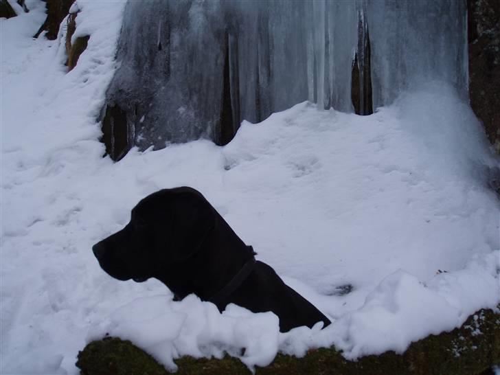 Broholmer Loddenhøj Hjalte - En smuk profil billede 4