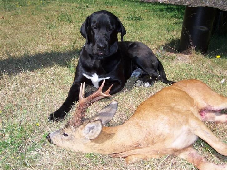 Broholmer Loddenhøj Hjalte - Passer på byttet! billede 5