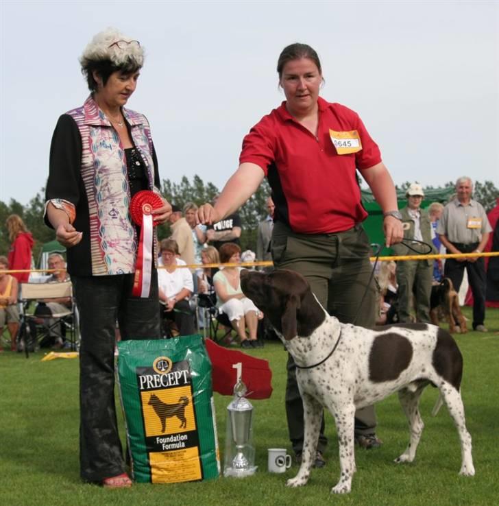 Gammel dansk hønsehund Søren Borup's Bjarke - Bedst i gruppen af stående jagthunde, Bornholm 2007 billede 1