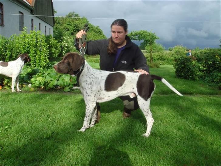 Gammel dansk hønsehund Søren Borup's Bjarke - Flot fyr! billede 2