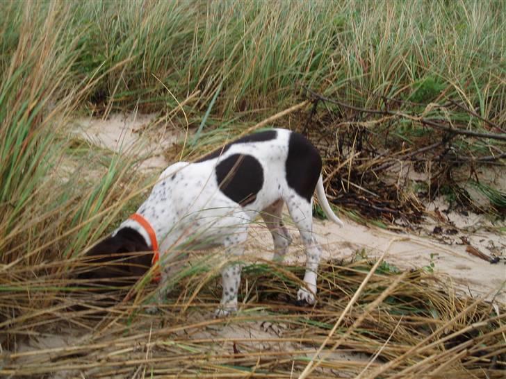 Gammel dansk hønsehund Søren Borup's Bjarke - Hvad finder vi her? billede 3