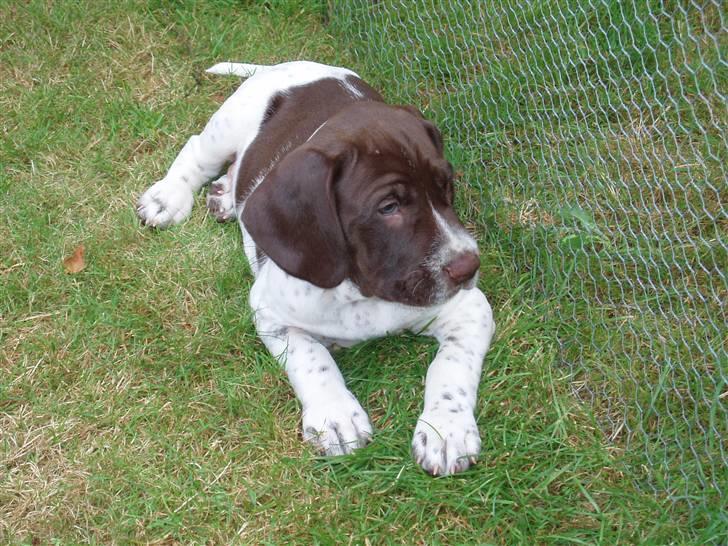 Gammel dansk hønsehund Søren Borup's Bjarke - På udkig efter nye narrestreger, ca 6 uger gammel billede 4