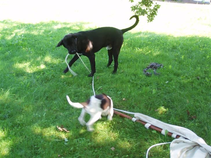 Gammel dansk hønsehund Søren Borup's Bjarke - Mig og min storebror æælsker at hjælpe mor og far... billede 5