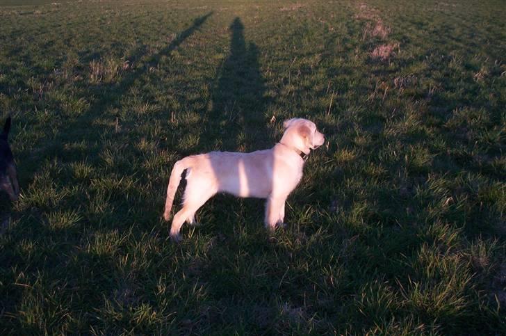 Golden retriever Joey - Flot billede 2