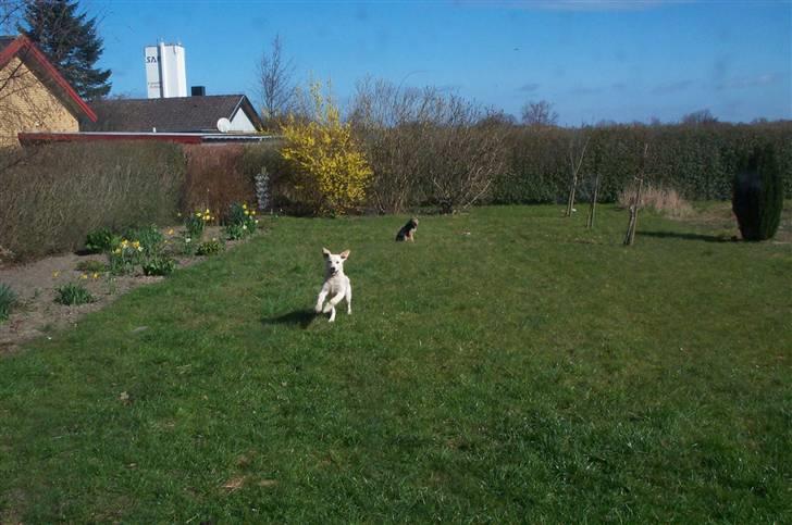 Golden retriever Joey - "Nu flyver jeg snart." billede 3