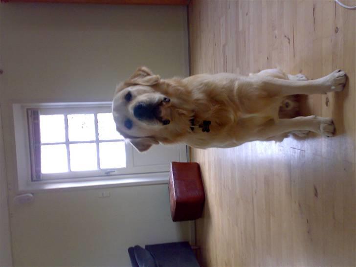 Golden retriever Joey - nyt billede 4