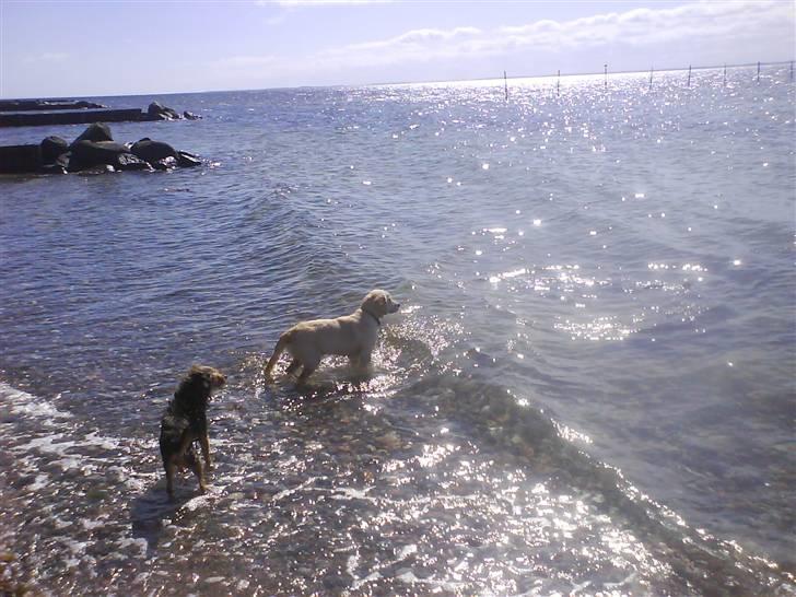 Golden retriever Joey - "Hvor blev den pind af.!" billede 5