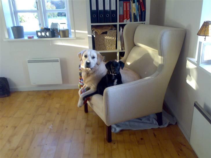 Golden retriever Joey - nyt billede 6