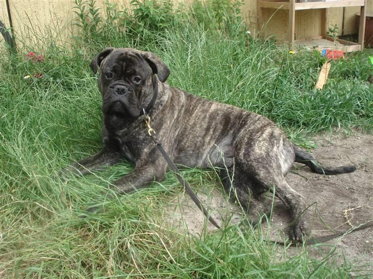 Bullmastiff Buller (DØD)7mdr 2012 billede 11
