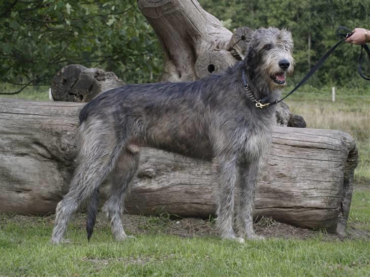 Irsk ulvehund Sirius - Endelig voksen! (3år) billede 20