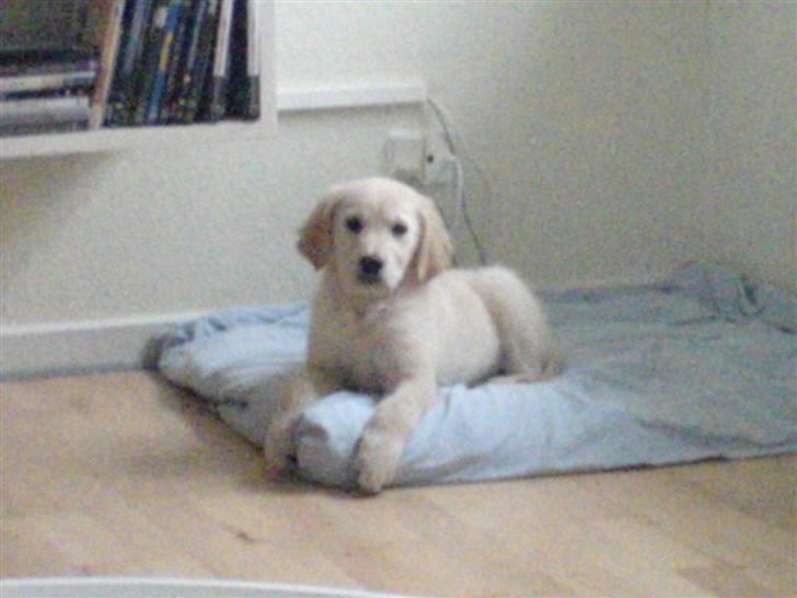 Golden retriever Joey billede 7
