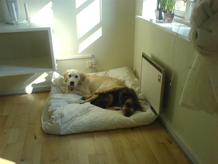 Golden retriever Joey billede 8