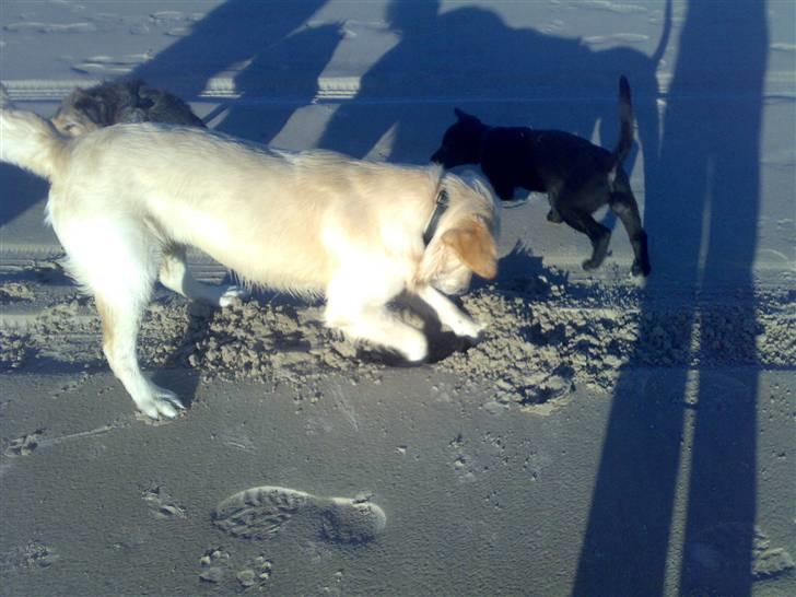 Golden retriever Joey billede 9