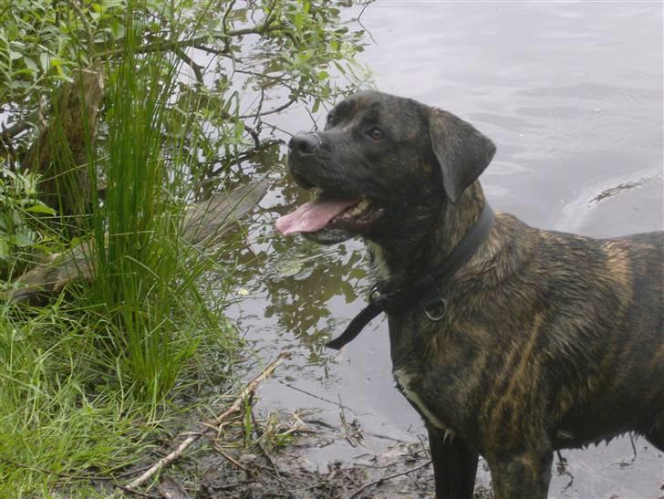 Blanding af racer sacia billede 9