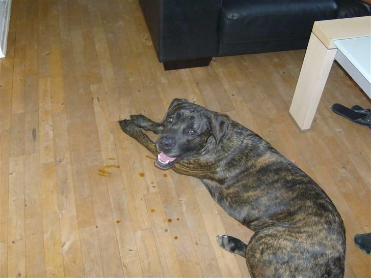 Blanding af racer sacia billede 10