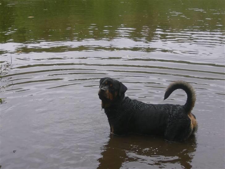 Rottweiler chang billede 13