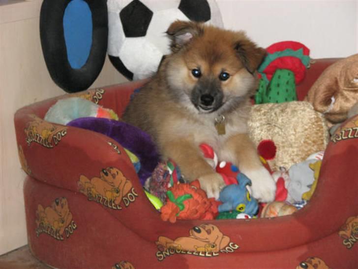 Islandsk fårehund sæla billede 19