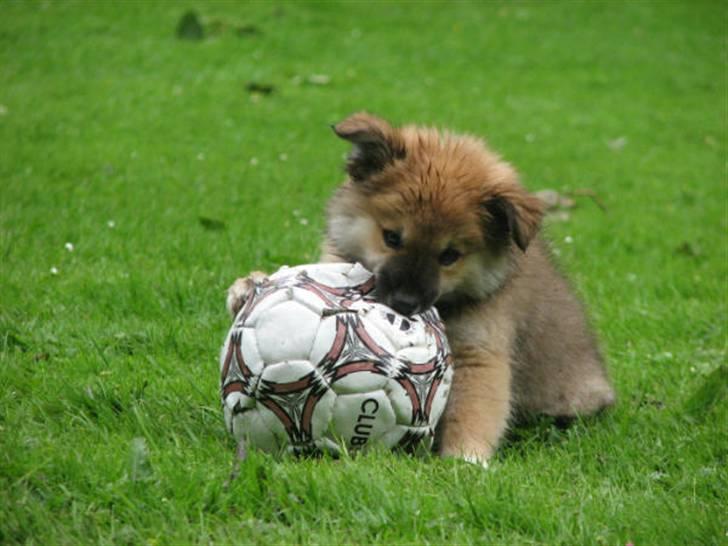 Islandsk fårehund sæla billede 20