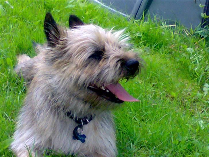 Cairn terrier Ævos - Cairn Terrier - Ævos på 4år. billede 1
