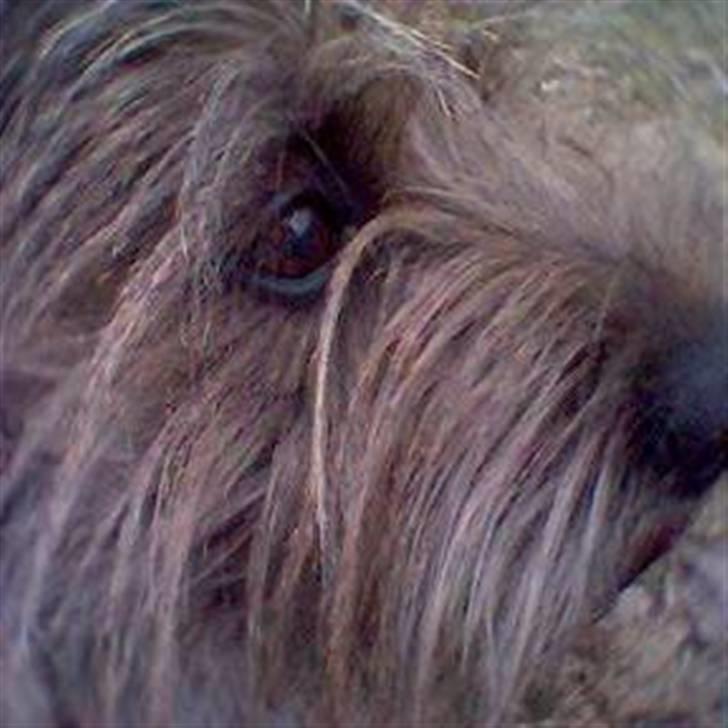 Cairn terrier Ævos billede 2