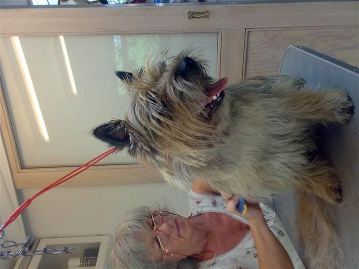 Cairn terrier Ævos billede 3