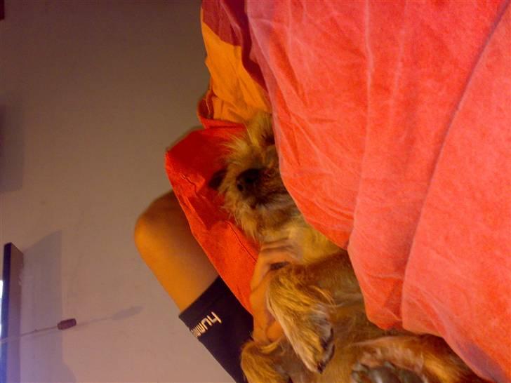 Cairn terrier Ævos billede 4