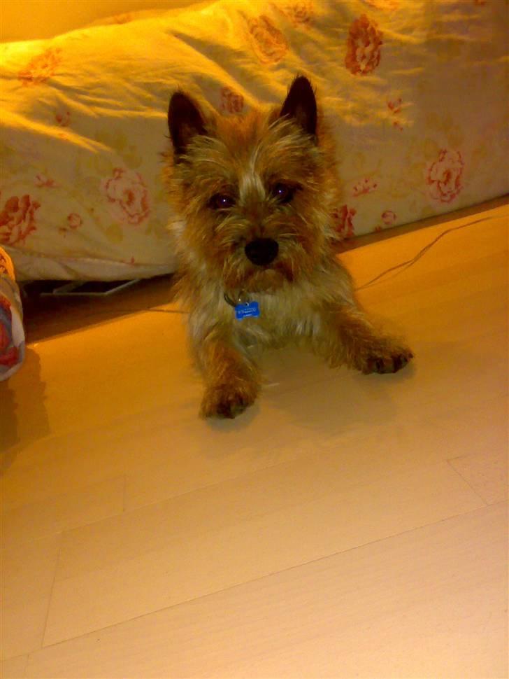 Cairn terrier Ævos billede 5