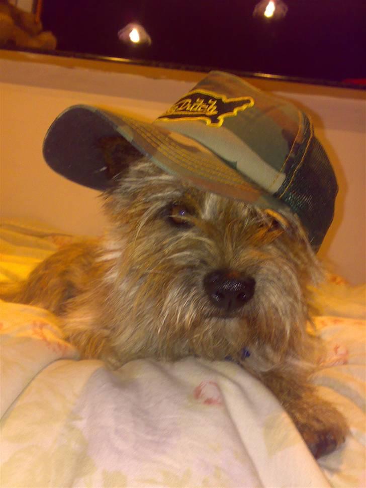 Cairn terrier Ævos billede 6