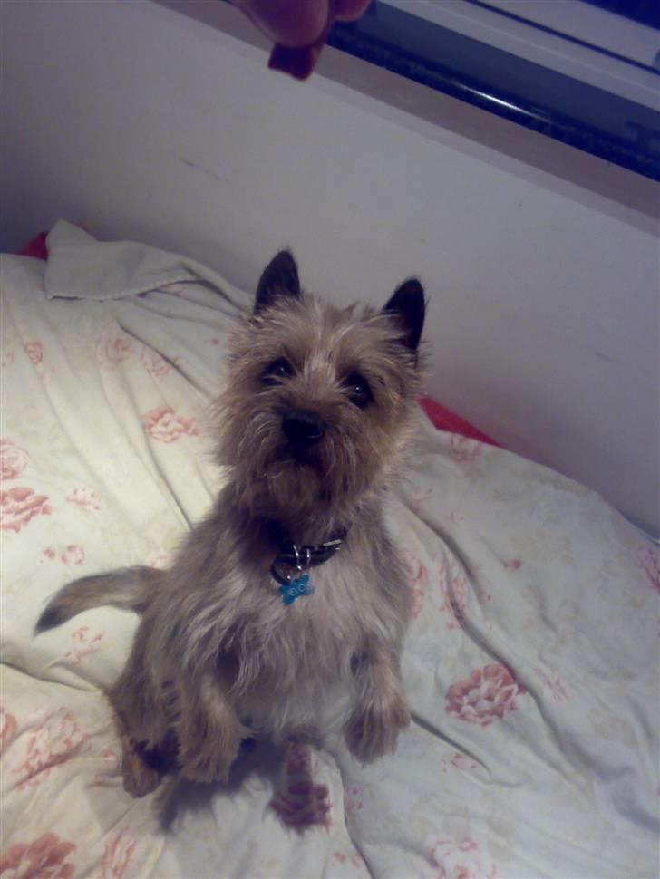 Cairn terrier Ævos billede 7