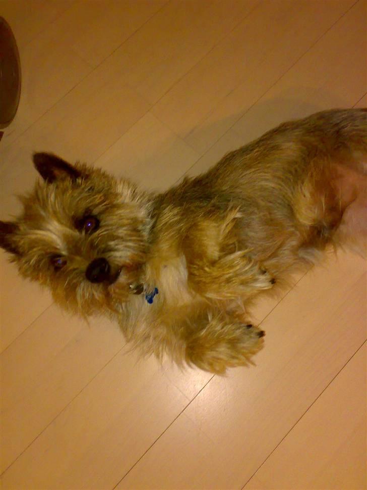 Cairn terrier Ævos billede 8