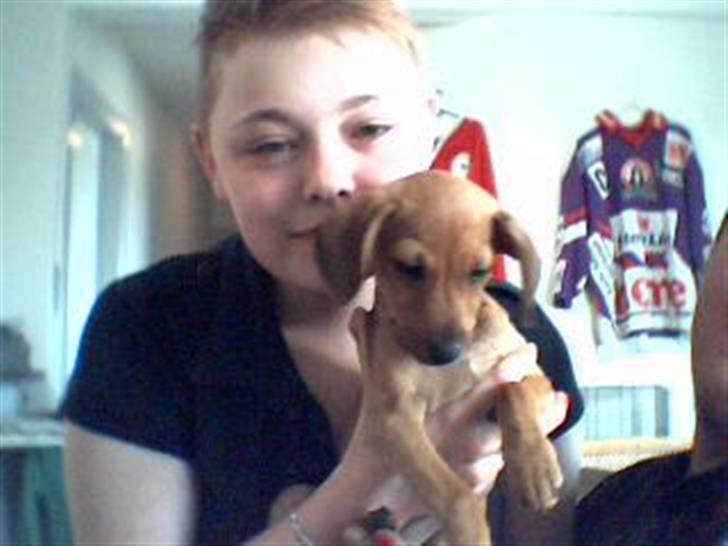 Gravhund blondi billede 1