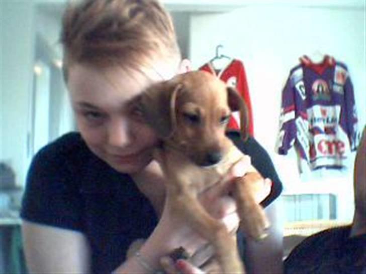 Gravhund blondi billede 2