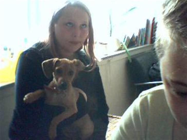 Gravhund blondi billede 3