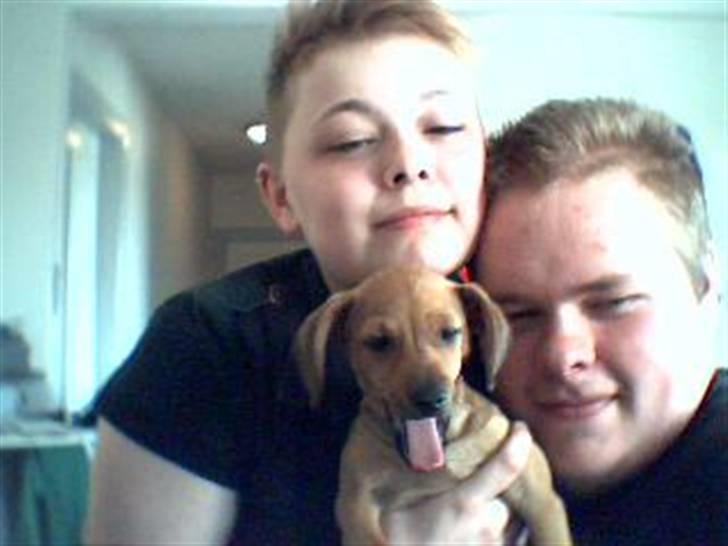 Gravhund blondi billede 4